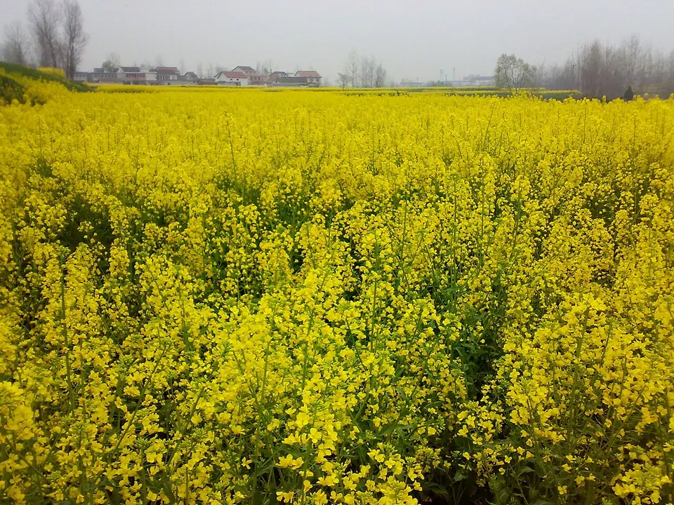 Hanzhong Rapeseed Fields (汉中油菜花)