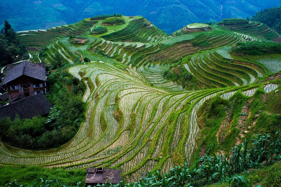 Longji Rice Terraces (龙脊梯田)