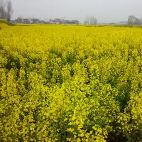 Hanzhong Rapeseed Fields
