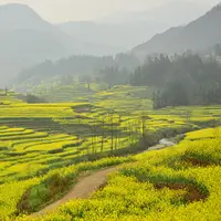 Luoping Rapeseed Fields