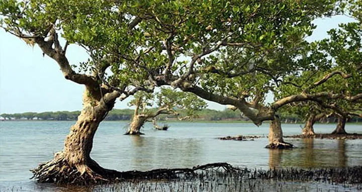Dongzhai Harbor Mangrove Tourist Area (东寨港红树林)