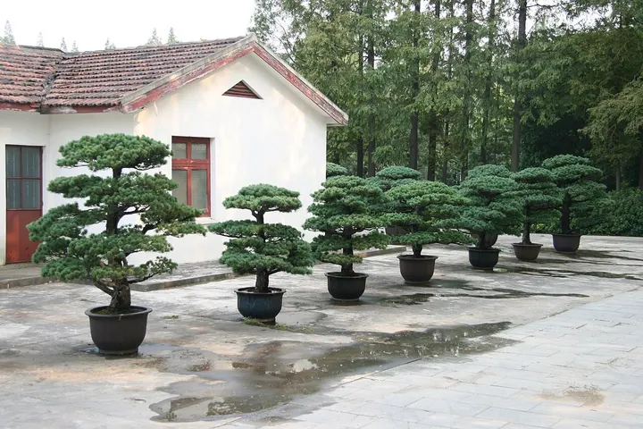 Shanghai Botanical Garden (上海植物园)