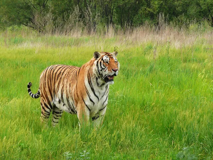 Siberian Tiger Park (东北虎林园)