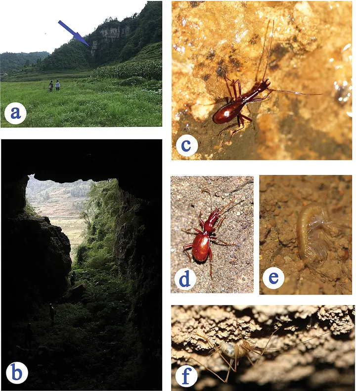 Shuanghedong Cave Network (双河洞)