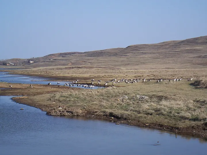 Dashanbao Black-necked Crane National Nature Reserve (大山包)